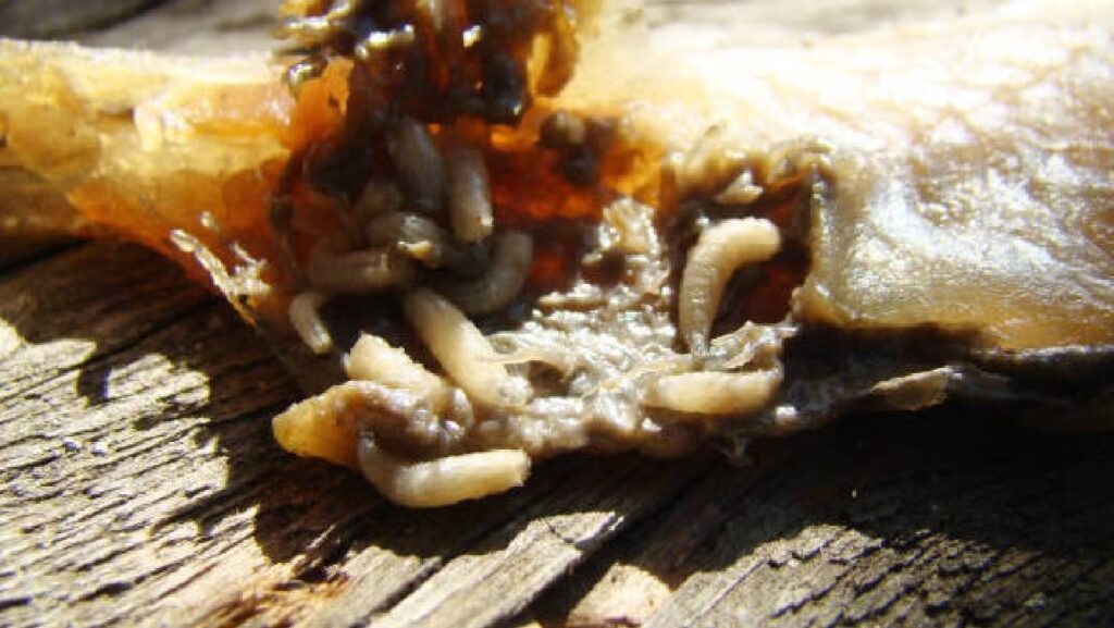 WhatsApp Image 2025-08-25 at 08.25.16