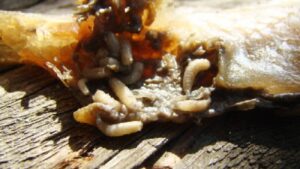 WhatsApp Image 2025-08-25 at 08.25.16