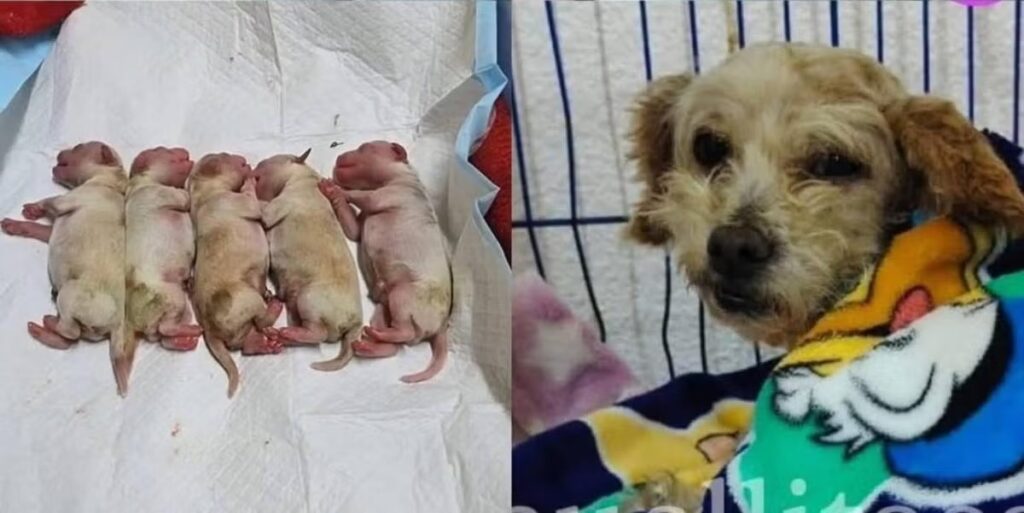 WhatsApp Image 2025-09-12 at 10.37.51