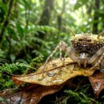 Descubren en la Amazonía ecuatoriana araña que imita un hongo para sobrevivir