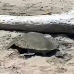 Arriban tortugas a playas de Tamaulipas en medio de derrame
