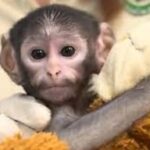 Conoce a «Punch mexicano», el mono bebé que conmueve a las redes sociales
