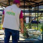 En Macuspana indagan a líder de Morena por comer tortuga