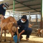 Baja California Sur producirá 10 mil cabezas de ganado caprino en 2026