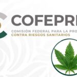 Cofepris aclara que la marihuana no es legal en México pese a fallo de la Suprema Corte