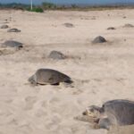 Vigila Profepa arribo de 21 mil tortugas golfinas en Oaxaca