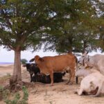 Refuerzan vigilancia en Sinaloa ante riesgo de gusano barrenador; revisan más de 31 mil animales