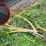 La Secretaría de Movilidad rastrea la unidad de transporte público presuntamente implicada en el corte ilegal de palmeras en camellones de Tepic, Nayarit